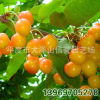 廠家 供應(yīng) 黃蜜櫻桃苗 【圖】