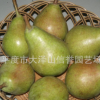 供應(yīng) 伏洋梨樹(shù)苗