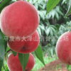 供應(yīng) 華光油桃苗