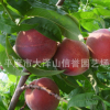 供應中油五號桃苗