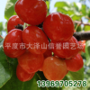 供應 大櫻桃苗木 大量批發