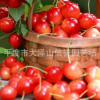 供應 早紅寶石大櫻桃苗