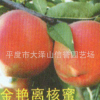 供應 春雪桃苗 大量直銷