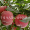 供應早鳳王桃子樹苗