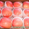 批發供應紅富士蘋果樹苗