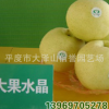 供應大果水晶梨樹苗