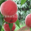 供應 倉方 早生桃子樹苗 【圖】