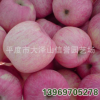 供應 美國8號 紅富士 蘋果苗 成活率極高 品質純正