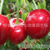 廠家大量 供應 美國巨紅櫻桃苗【圖】