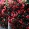 藤本月季 薔薇花 好養活四季開花 庭院盆栽攀援花卉 色塊植物