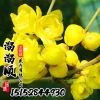 梅花樹 黃花 臘梅紅梅綠梅 庭院綠植花卉盆栽盆景 物美價廉