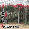 月季批發 樹狀月季 盆景樹樁月季 大花 工程園林綠化花卉 樹木