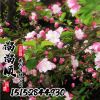 垂絲海棠批發 規格齊全苗圃現貨 北美海棠 木瓜海棠 量大從優