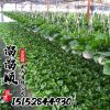 綠蘿 水培綠植盆栽花卉 綠蘿出水盆 根系發達成活率高