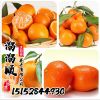 批發柑橘樹苗 蜜桔 砂糖橘 南北方果樹苗 盆栽地栽苗木 量大從優