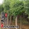 供應白蠟樹 根系發達 道路優良品種規格齊全 3-10公分白蠟小苗