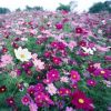 草花種子波斯菊種子混色高桿矮桿格?；ㄋ募疽追N野花組合種子