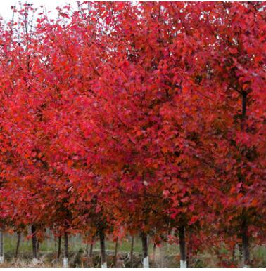 園林綠化苗美國(guó)紅楓樹(shù)苗美國(guó)紅楓苗紅楓小苗秋火焰紅楓苗庭院植物