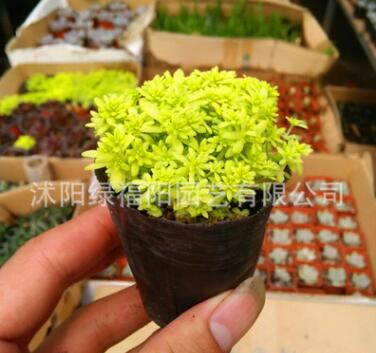 批發黃金萬年草 經典護盆草 肉肉植物批發 桌面多肉迷你盆栽