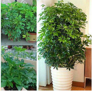 室內客廳庭院大型盆栽鴨腳木八方來財 鵝掌柴觀葉植物招財樹