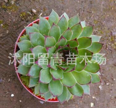 進口多肉植物批發 觀音蓮 佛座蓮 植物花卉