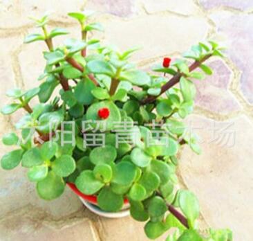 陽臺辦公室內盆栽多肉綠植物花卉 防輻射凈化空氣金枝玉葉樹