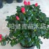 供應高檔室內盆栽花卉 杜鵑花苗 盆栽杜鵑花 盆景杜鵑花