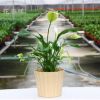 花香緣盆栽植物 白掌 一帆風順 吸甲醛防輻射 花卉綠植