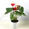 室內高檔花卉盆栽 粉掌 紅掌 盆景植物 火鶴花 四季常青 盆景