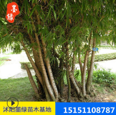 【羅漢竹】供應(yīng)綠化工程苗木批發(fā) 羅漢竹 品種規(guī)格齊全 量大從優(yōu)