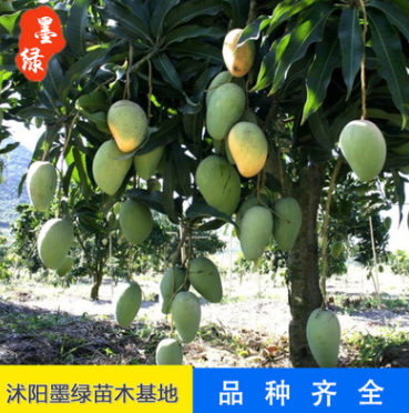 芒果樹苗 苗木批發 種植果樹小苗 量大優惠