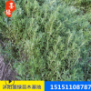 【佛甲草】綠化專用佛甲草 抗低溫佛甲草草坪種子基地直銷佛甲草