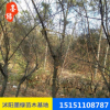 【秤錘樹】低價(jià)出售 秤錘樹 廠家直銷 秤錘苗 促銷秤錘種子