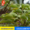 【烏桕苗】批發(fā)烏桕樹苗 質(zhì)量保證 大量供應(yīng)綠化苗木 基地價(jià)