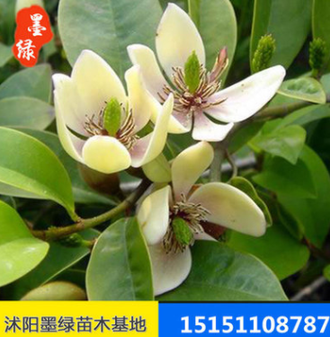 【含笑】供應含笑苗木 含笑盆栽苗 規格齊全 價格實惠.量大優惠