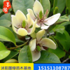【含笑】供應含笑苗木 含笑盆栽苗 規格齊全 價格實惠.量大優惠