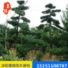 【羅漢松】批發羅漢松 土培水培植物 羅漢松盆景防輻射吸甲醛直銷