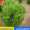 【龍柏苗】 龍柏苗 小龍柏 規格齊全四季常青綠化植物工程綠化