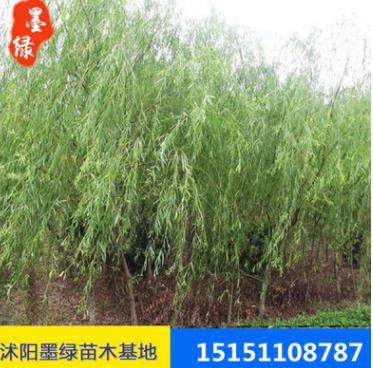 廠家直銷直升柳 園林工程綠化青皮柳 低價(jià)促銷 規(guī)格齊全 優(yōu)良