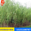 廠家直銷直升柳 園林工程綠化青皮柳 低價促銷 規格齊全 優良