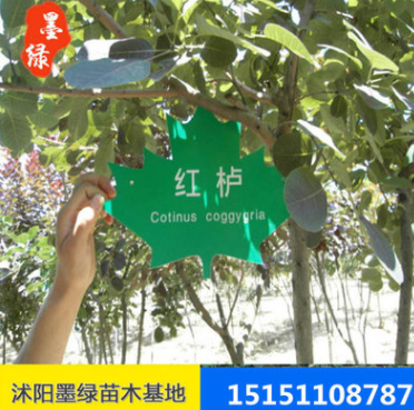 【紅櫨】基地出售 大量從優 供應各種規格優質 黃櫨 美國紅櫨量大