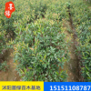 【紅葉石楠】 紅葉石楠球 盆栽 廠家批發火焰 大小規格齊全