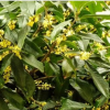 桂花樹易養(yǎng)活，香味好