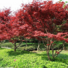 紅楓易養(yǎng)活