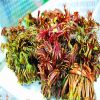品種優良紅油香椿苗 大棚矮化香椿苗 當年可食用基地批發產地貨