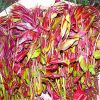 藍豐苗木出售香椿苗品種優良紅油香椿苗大棚矮化香椿苗當年可食用