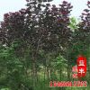 基地直銷行道綠化紅楊樹苗 優質速生紅楊樹苗 根系發達紅楊樹苗
