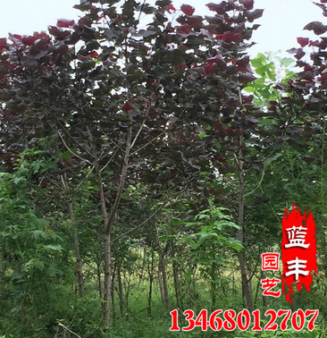 基地直銷行道綠化紅楊樹苗 優質速生紅楊樹苗 根系發達紅楊樹苗