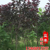 基地直銷行道綠化紅楊樹(shù)苗 優(yōu)質(zhì)速生紅楊樹(shù)苗 根系發(fā)達(dá)紅楊樹(shù)苗