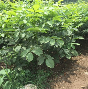 山東苗圃基地現挖現賣核桃樹 規格齊全 一年生核桃樹#